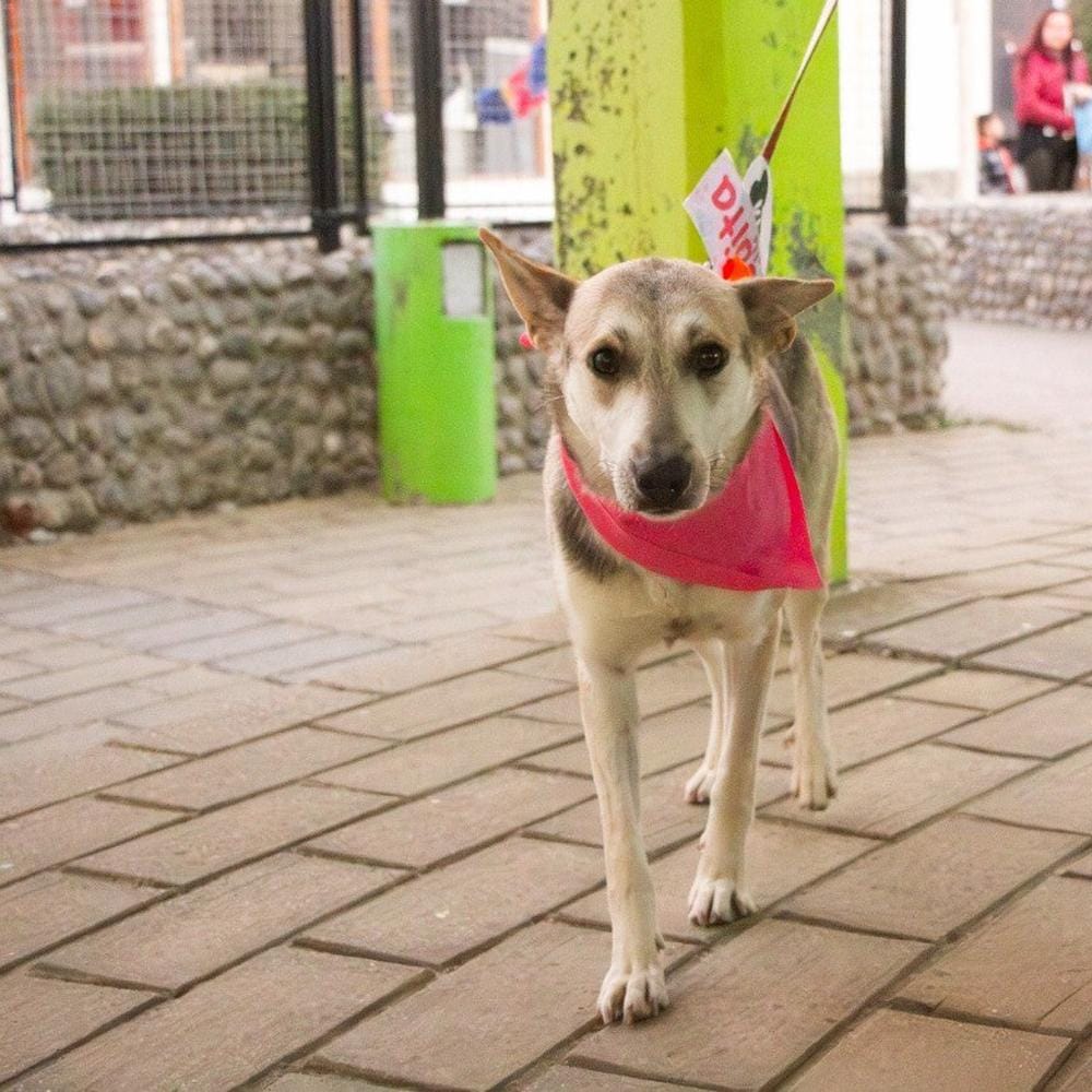 EXITOSA JORNADA DE ADOPCIÓN EN RÍO GRANDE