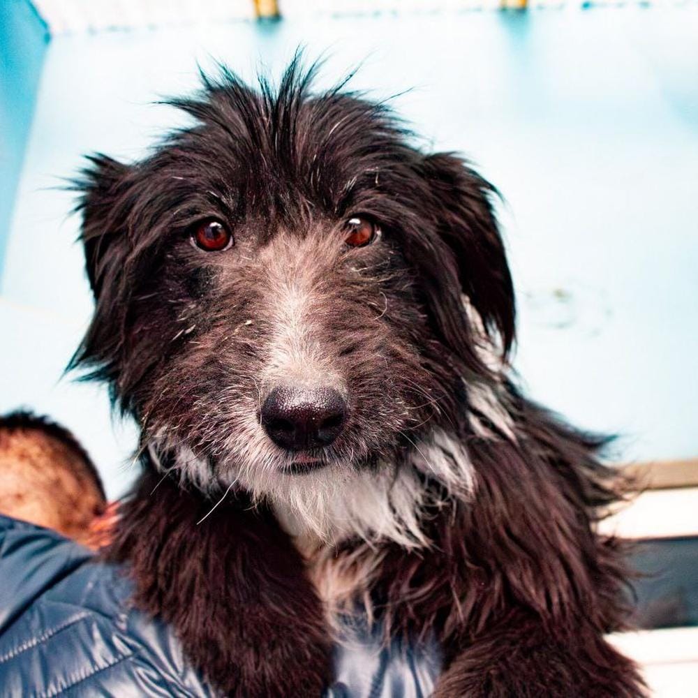 Jornada de Adopción Responsable en Río Grande