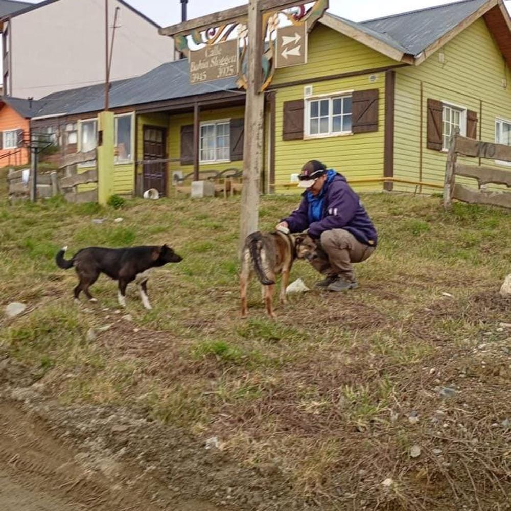 Control de animales en Ushuaia: operativo en Mirador de los Andes