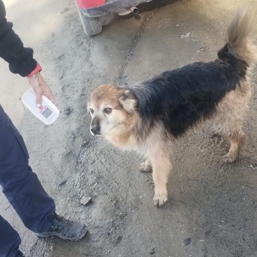 Zoonosis municipal intensifica operativos en Ushuaia