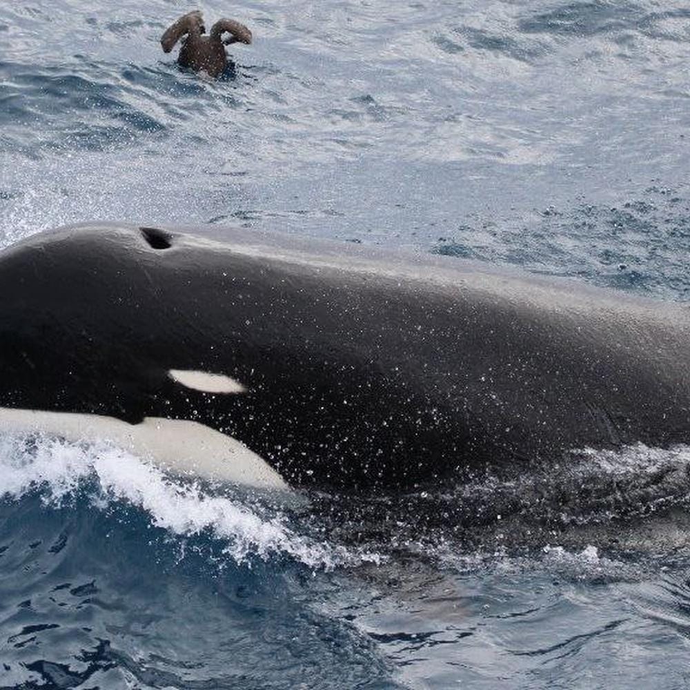Investigación en marcha por varamiento de orcas en la Bahía San Sebastián