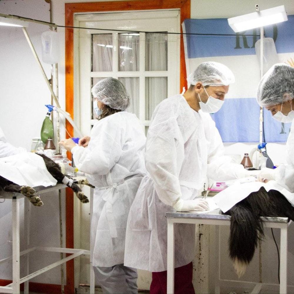 Río Grande intensifica su programa de castraciones gratuitas