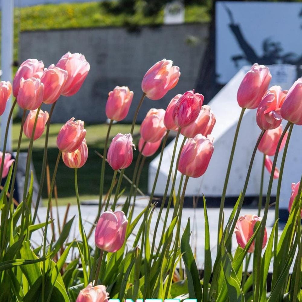 Ushuaia refuerza su infraestructura y combate el vandalismo urbano