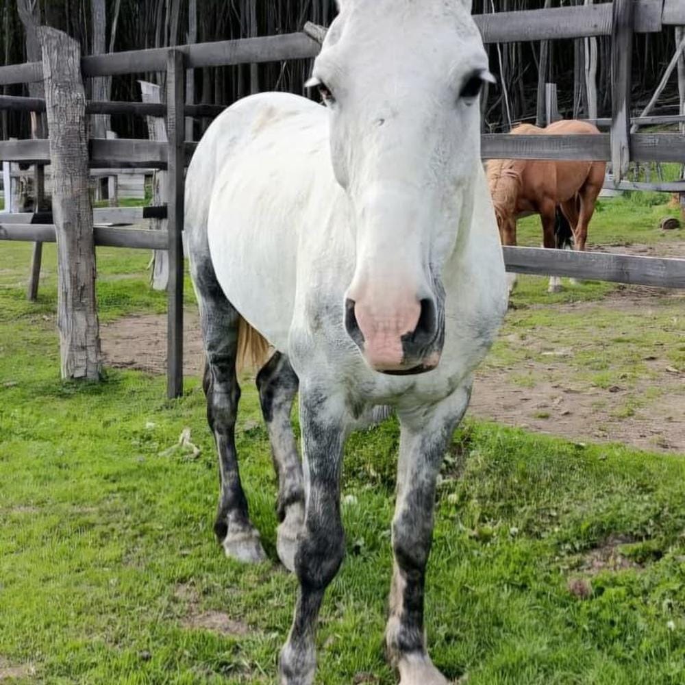 Zoonosis en Ushuaia realiza chipeo de equinos en La Carmen