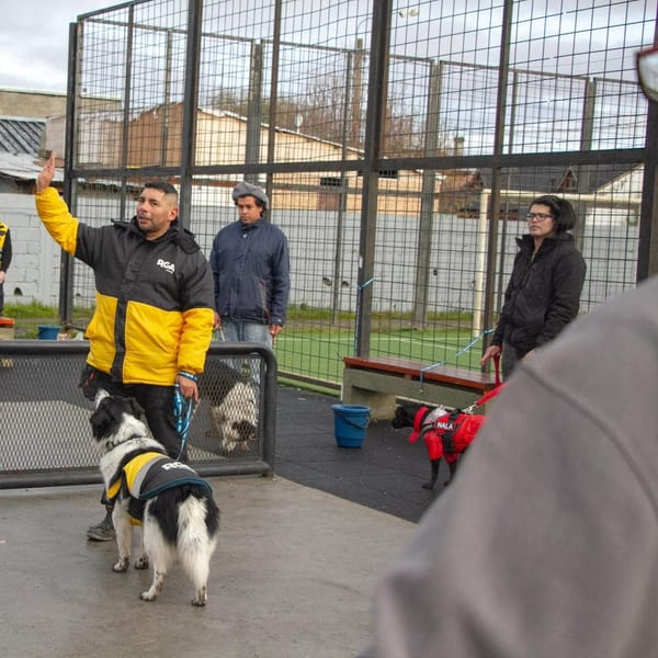 Taller de Adiestramiento Canino en Río Grande