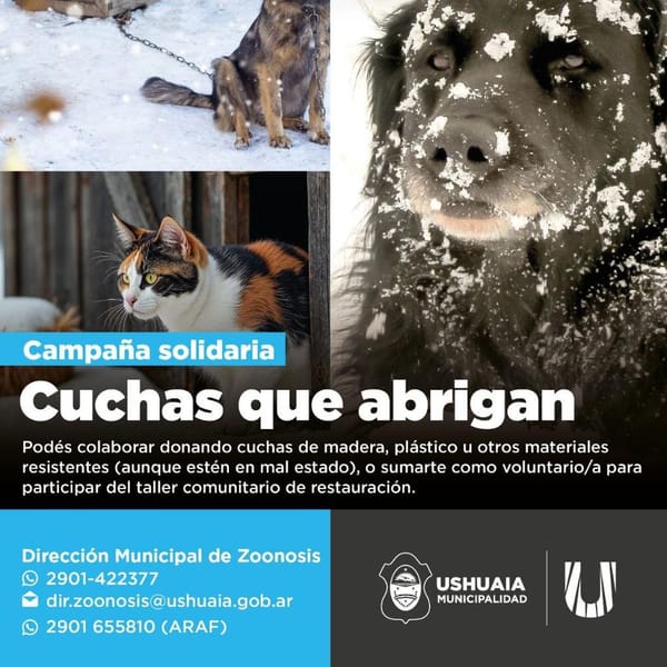 Ushuaia lanza campaña solidaria para refugios de perros