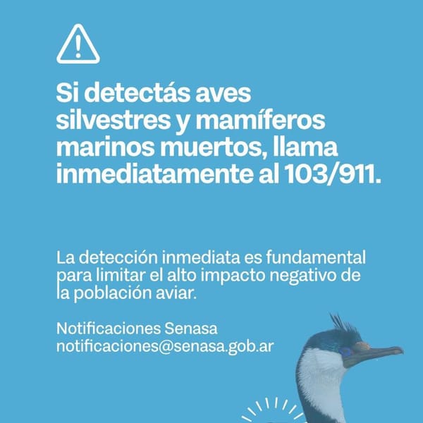 Alerta en Río Grande por mortalidad de aves marinas y activación de protocolo preventivo