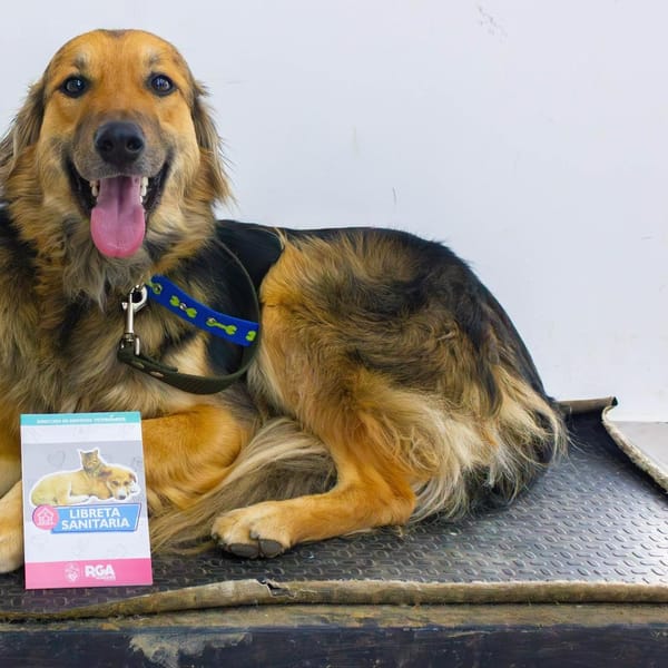 Río Grande realiza jornada de vacunación antirrábica para mascotas