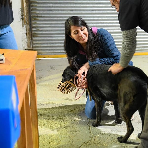 Tolhuin refuerza la salud animal con jornada de vacunación