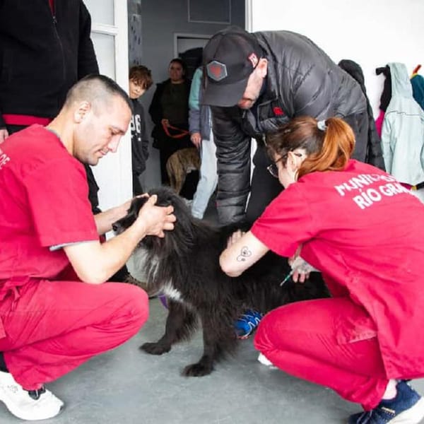 Vacunación antirrábica en Río Grande para cuidar a tus mascotas