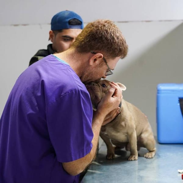 Campaña de Bienestar Animal en Tolhuin: gran éxito comunitario