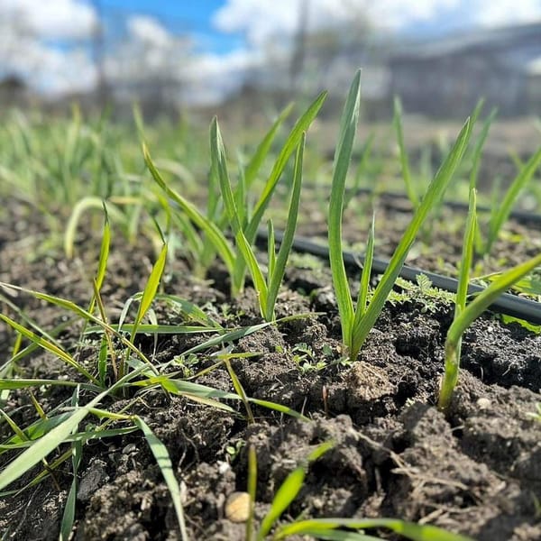 Río Grande impulsa producción con sistema de riego en ajo violeta