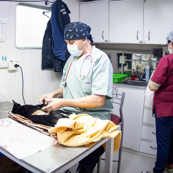 Castración gratuita en Río Grande para mascotas responsables