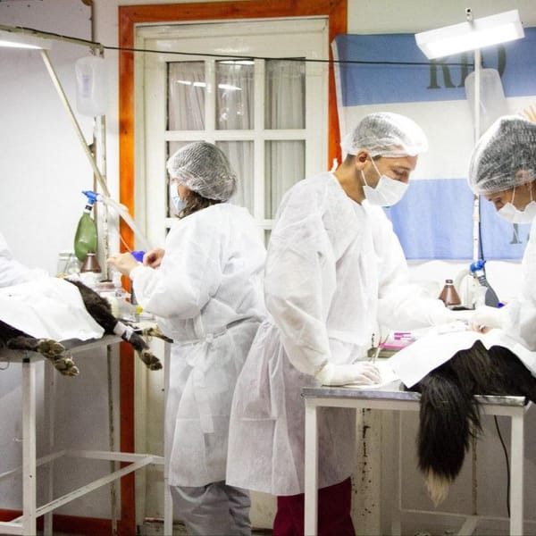 Río Grande intensifica su programa de castraciones gratuitas