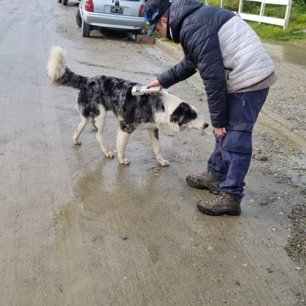 Control de perros sueltos en Ushuaia genera multas